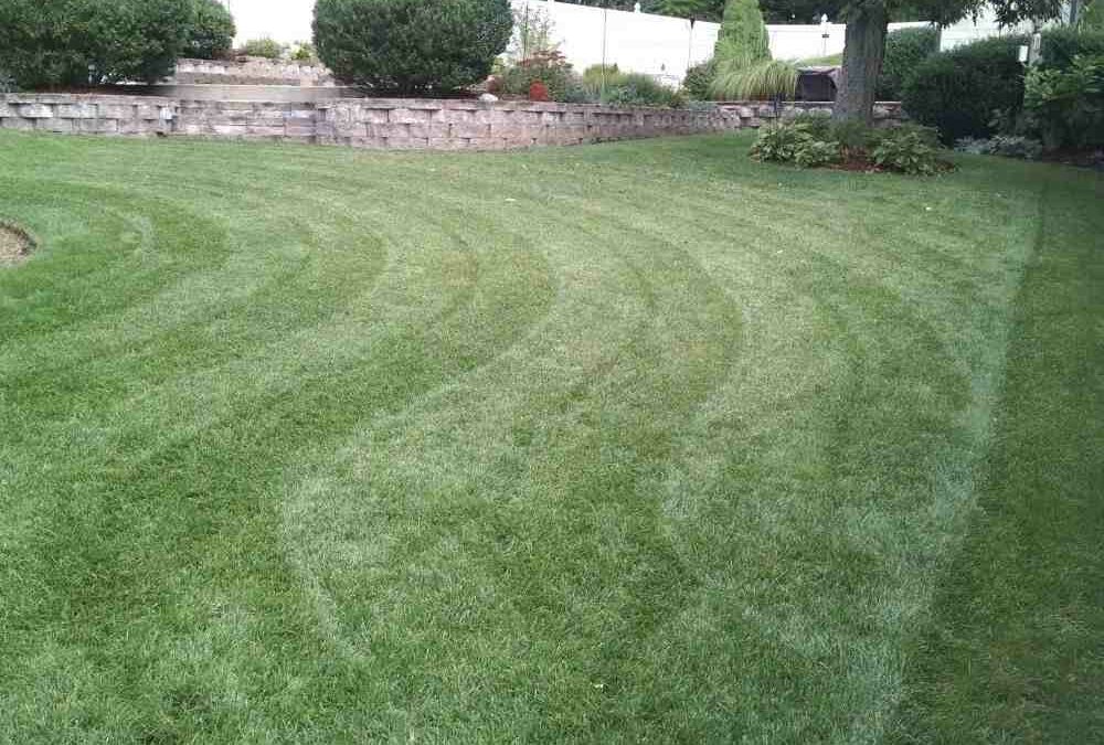 Keeping Your Lawn Pristine: Best Yard Maintenance Services Reviewed