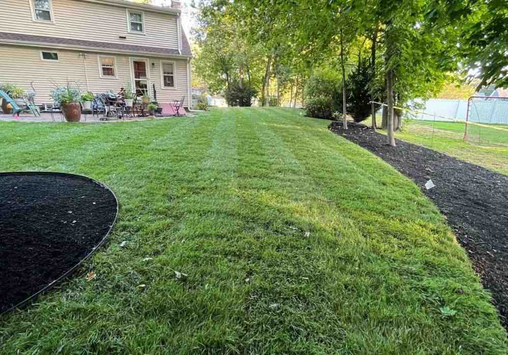 Affordable Landscaping Solutions: Best Local Services Reviewed