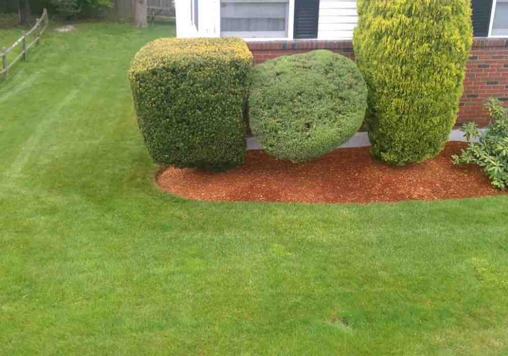 Expert Reviews: The Best Mulching Services for Your Home