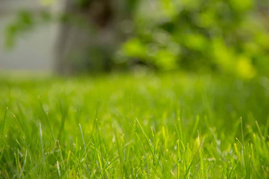 Ground Cover Glory: Step-by-Step Turf Laying for Homeowners