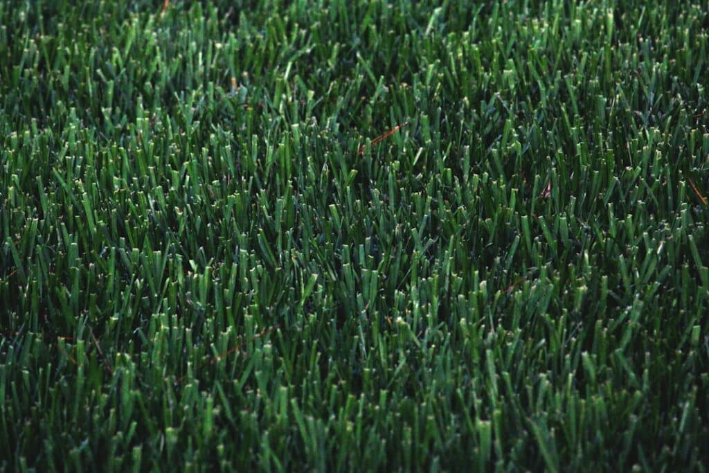 The Ultimate Guide to Lawn Treatment Services in Your Area