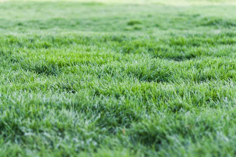 Sowing Your Savings: A Comprehensive Cost Guide to New Lawn Installation