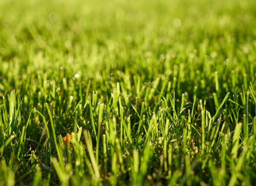 Investing in Green: The Real Costs of Installing a New Lawn in 2024