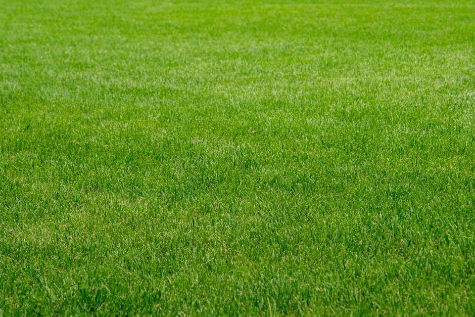 The Ultimate Guide to Underlay for Artificial Grass on Soil