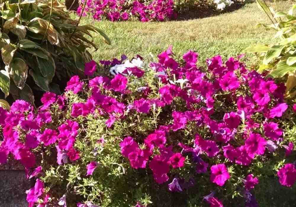 Landscaping Maintenance Near Me, Your Local Expert for Beautiful Outdoors