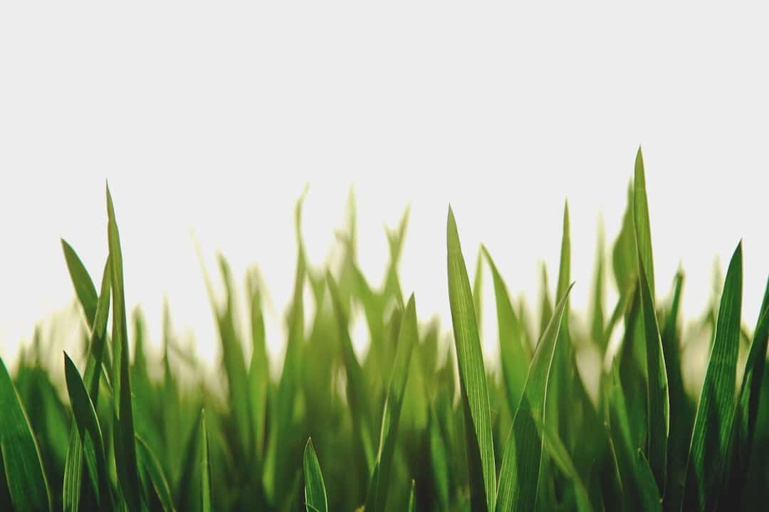 The Ultimate Guide to Finding Artificial Grass Installers Nearby