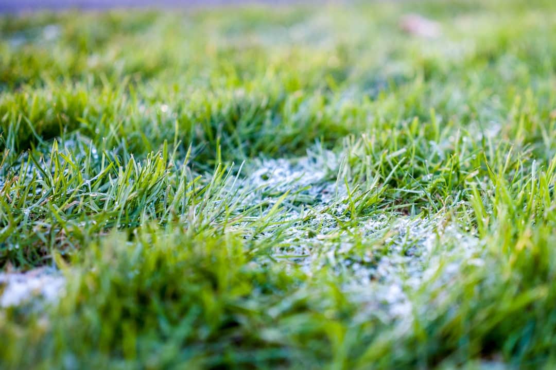 Turf Costs Per Square Metre: What You Need to Know