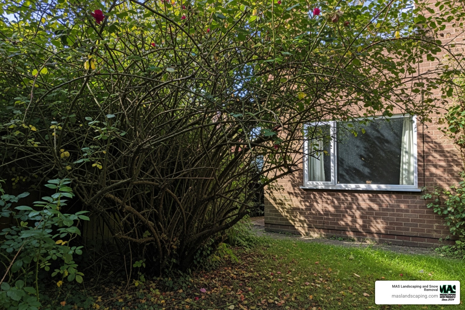 The Ultimate Guide to Removing Overgrown Bushes (and What Tools You’ll Need)