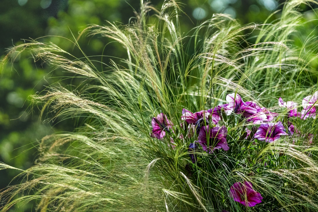 How to Keep Your Ornamental Grass Looking Sharp