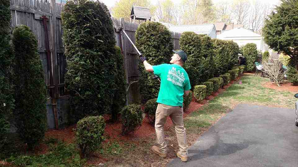 5 Genius Ways to Find Tree and Shrub Pruning Service Near Me