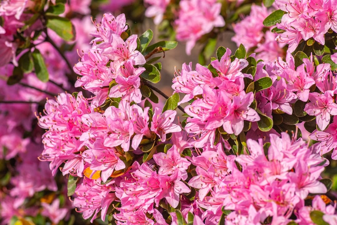 The Complete Guide to Azalea Bush Care The Complete Guide to Azalea Bush Care